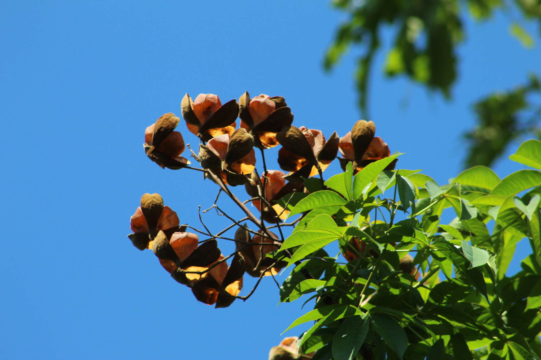 Imagem de Cochlospermum orinocense (Kunth) Steud.