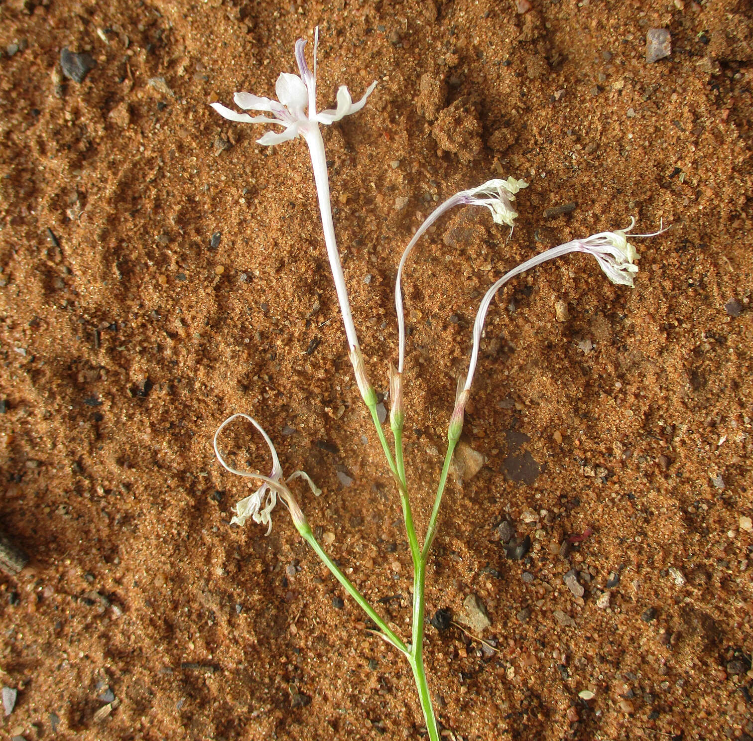 Plancia ëd Afrosolen bainesii