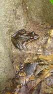 Image of Bolivian White-lipped Frog