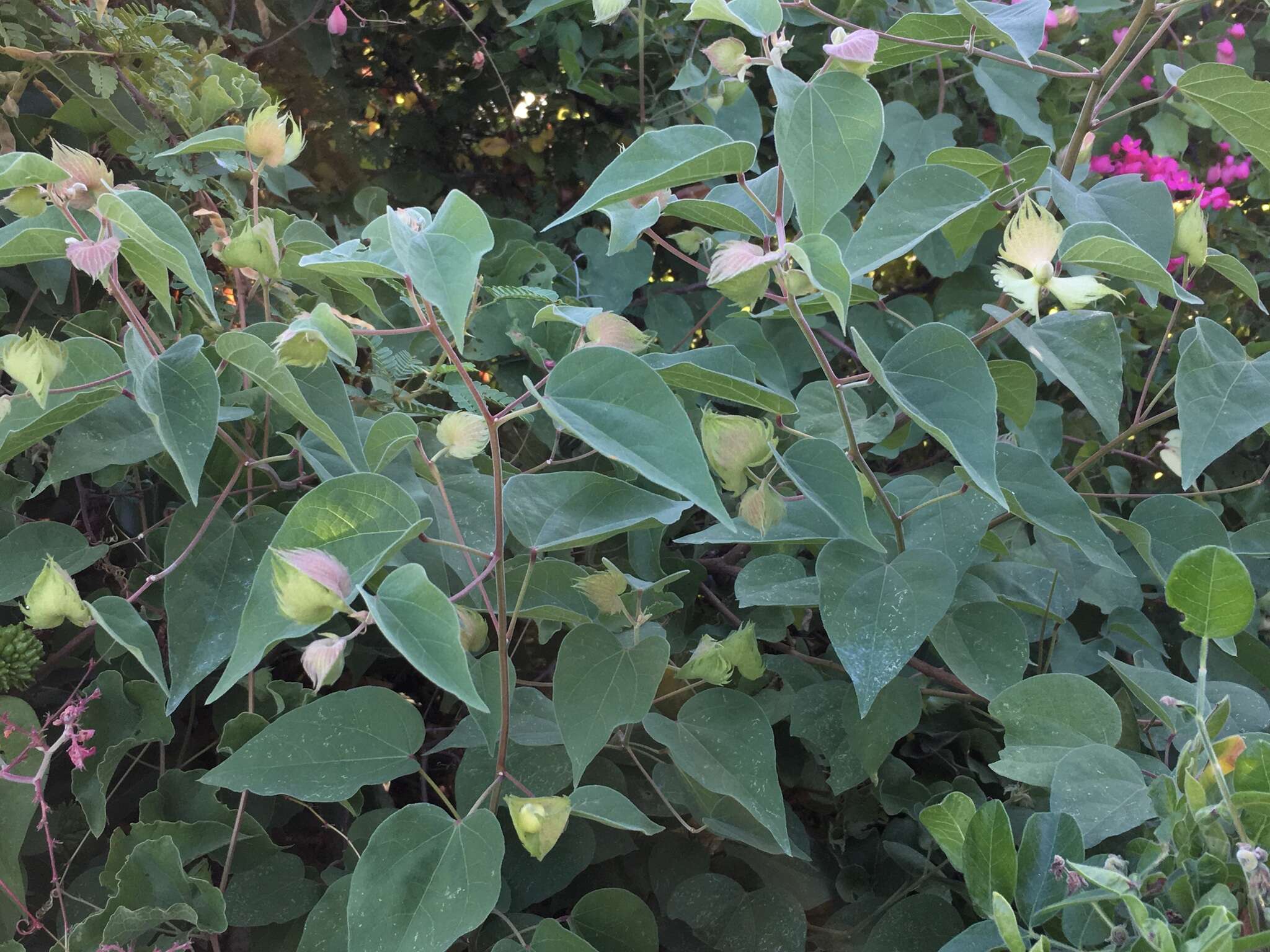 Image de Gossypium klotzschianum Anderss.