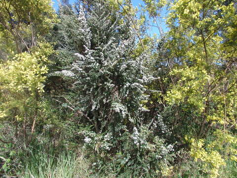 Sivun Leptospermum lanigerum (Ait.) Sm. kuva