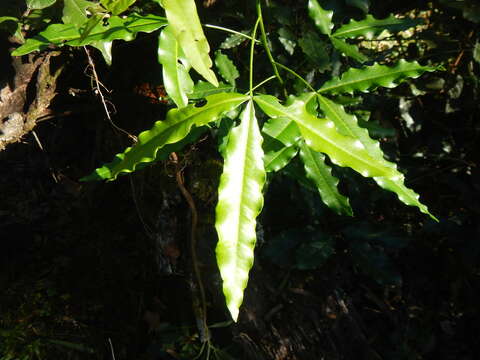 Image of White Ironwood