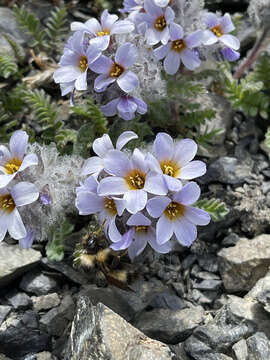 Image of Polemonium villosissimum (Hultén) D. F. Murray & Elven