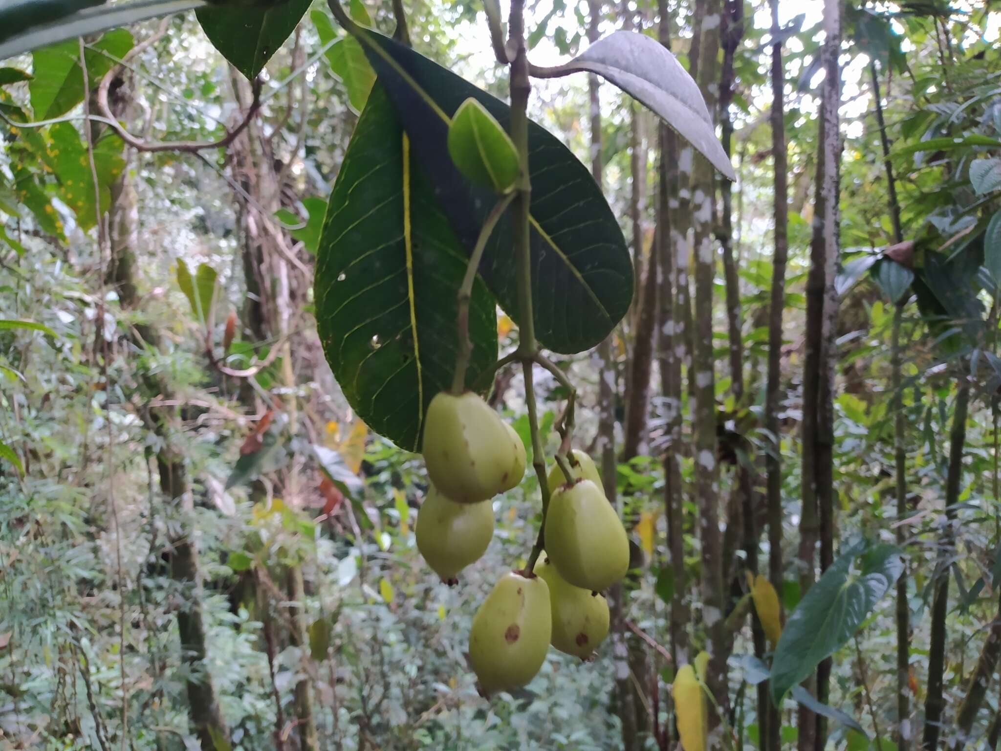 Image of Chrysochlamys colombiana (Cuatrec.) Cuatrec.