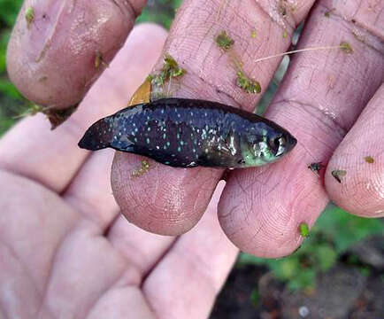 Image of Blackfin pearlfish