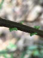 Image of Taiwan maiden fern