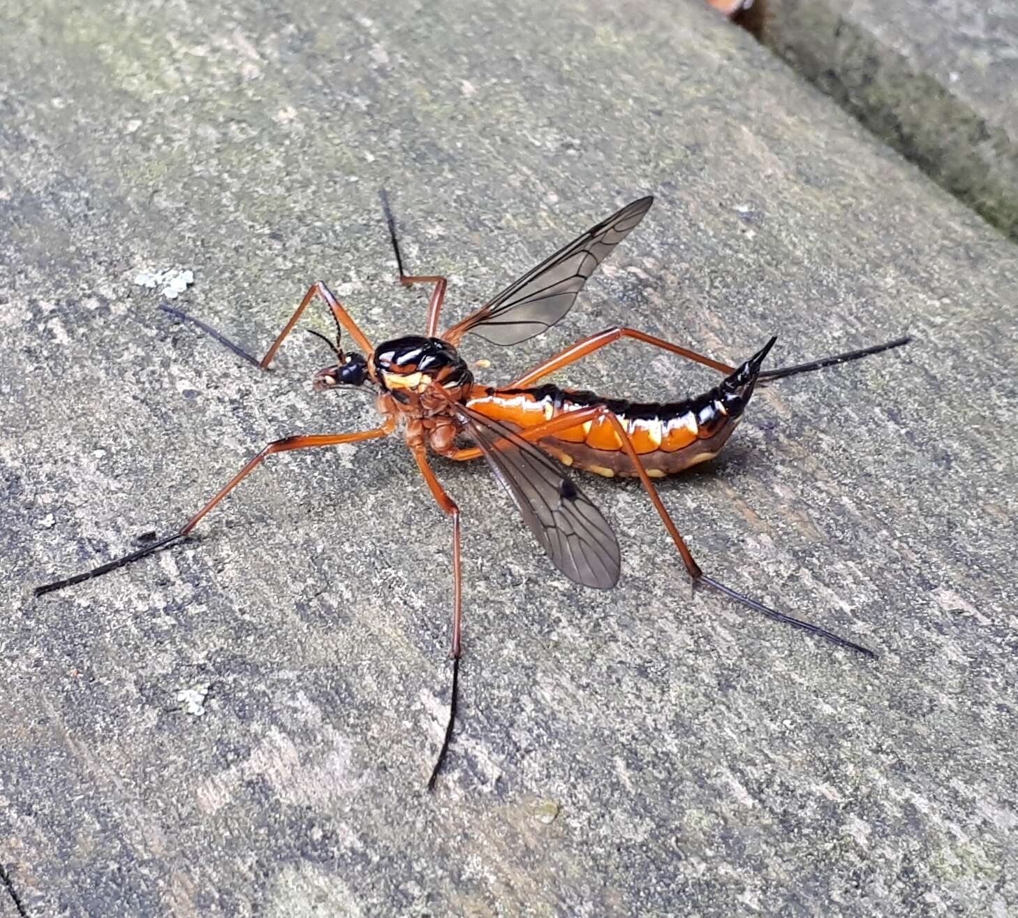 Image of Ctenophora (Ctenophora) pectinicornis (Linnaeus 1758)