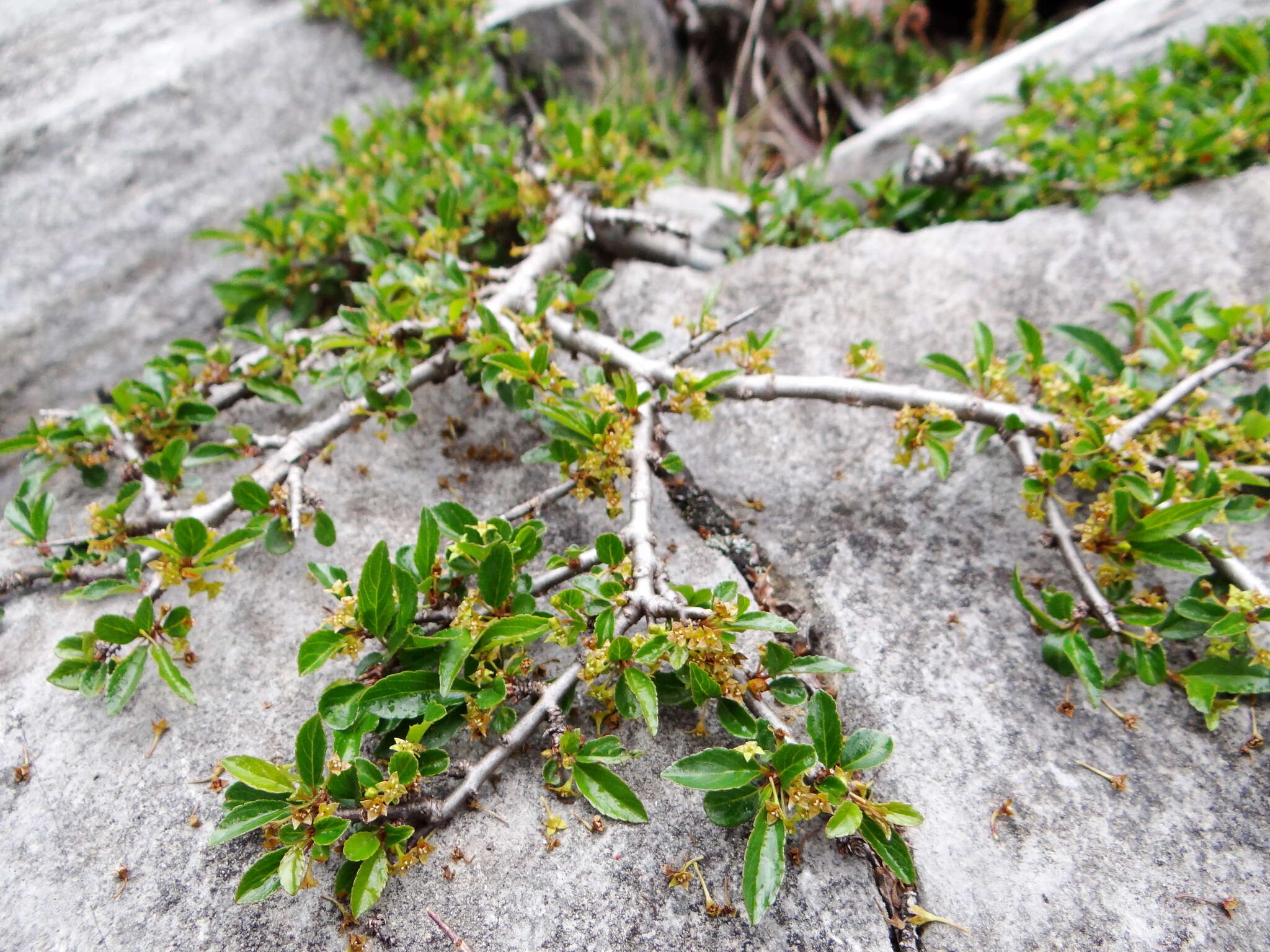 Image of Rhamnus parvifolia Bunge