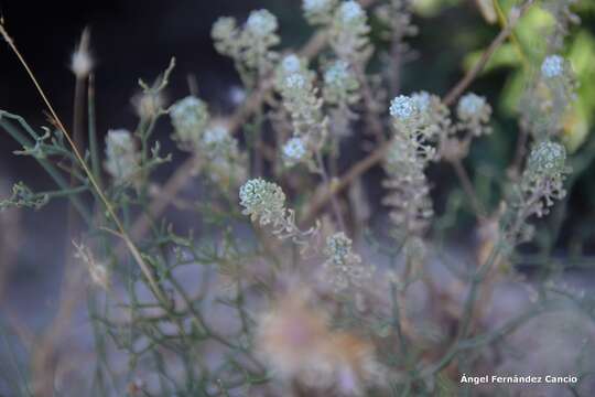 Image of Lepidium cardamines L.