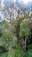 Image of Fragrant tree daisy