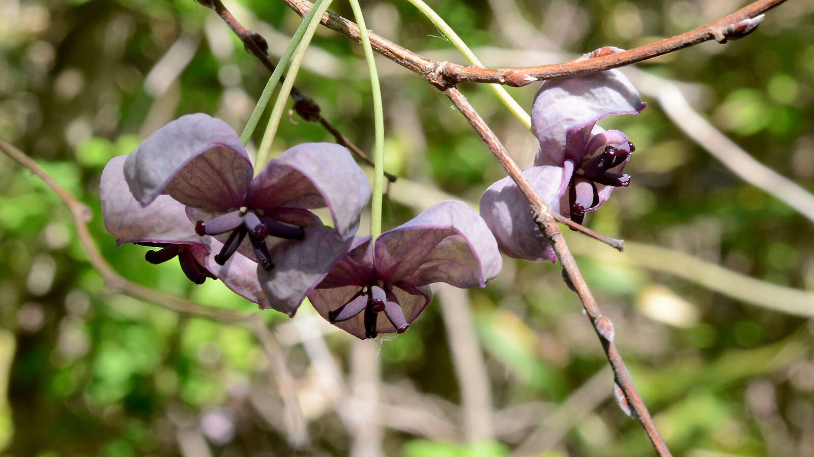 Image of chocolate vine