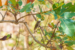 Image of Reichard's Seedeater