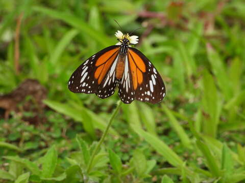 Sivun Danaus (Anosia) melanippus Cramer 1777 kuva