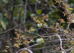 Imagem de Zosterops citrinella Bonaparte 1850