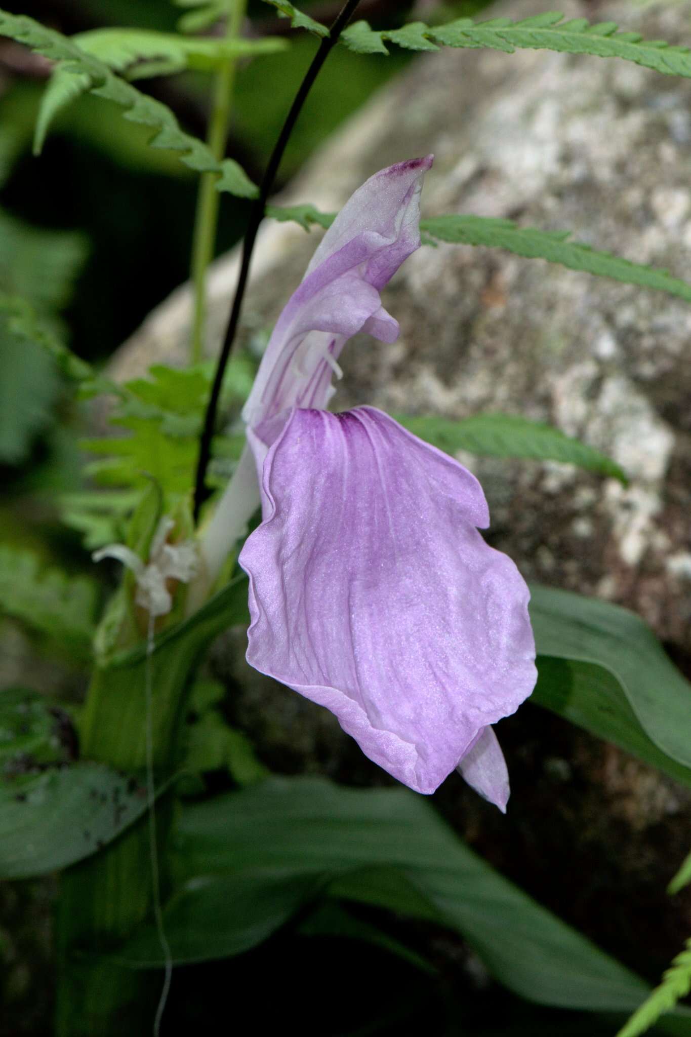 Image of Roscoea purpurea Sm.