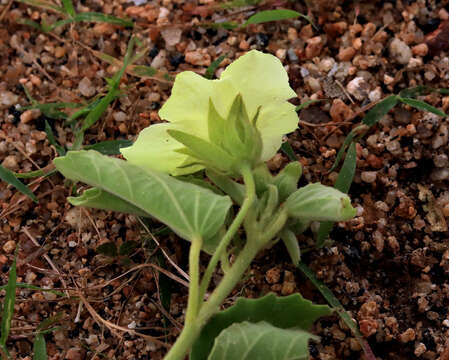 Image of Pavonia elegans Garcke