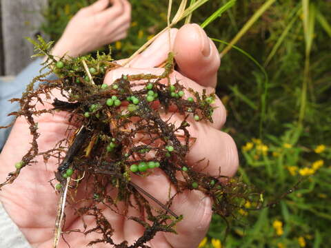 Image of <i>Nostoc coeruleum</i>