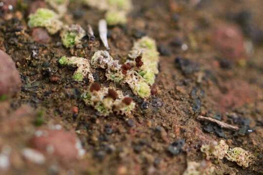 Image of peltula lichen