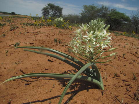 Image of Bushveld chink