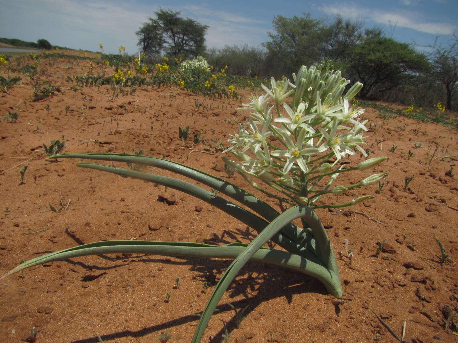 Image of Bushveld chink