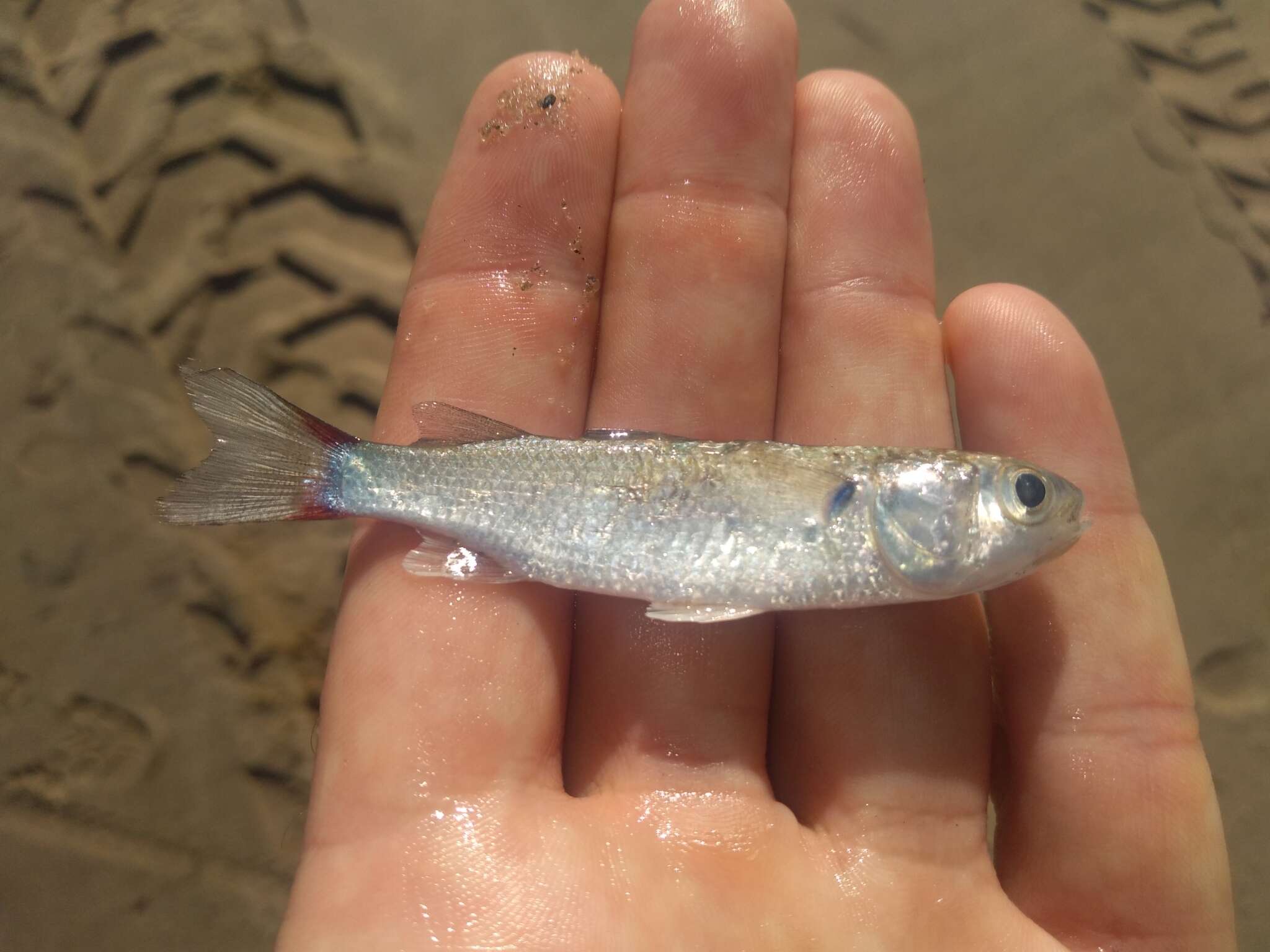 Image of Blueback Mullet