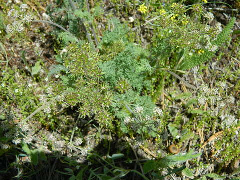 Image of bigseed biscuitroot