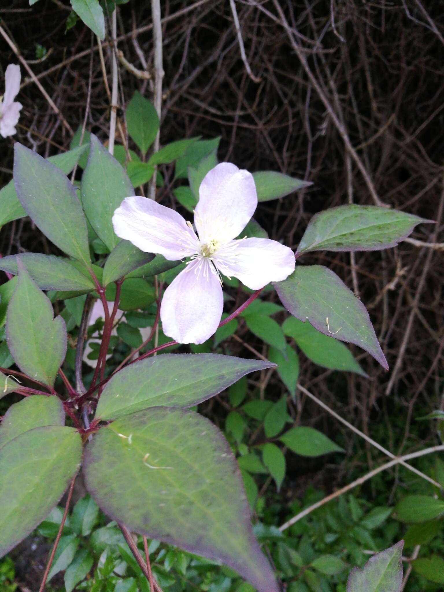 Image of Himalayan Clematis