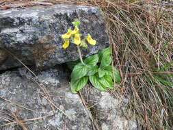 Image of Calceolaria parviflora Gill. ex Benth.