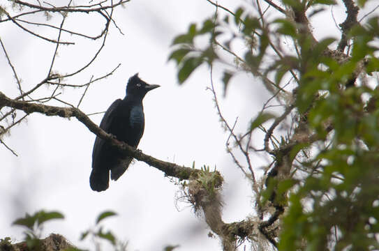 Image of umbrellabird