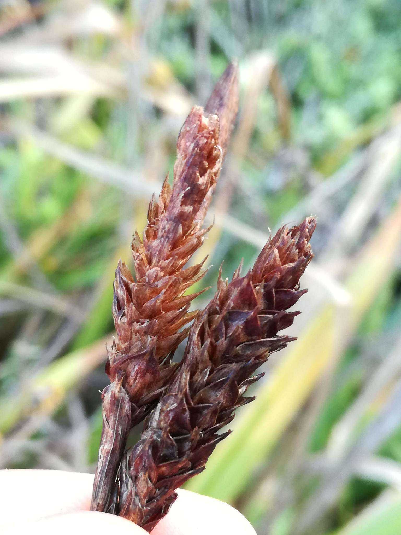 Imagem de Carex clavata Thunb.