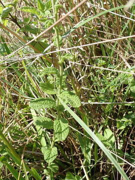 Image of Hilliardiella hirsuta (DC.) H. Robinson