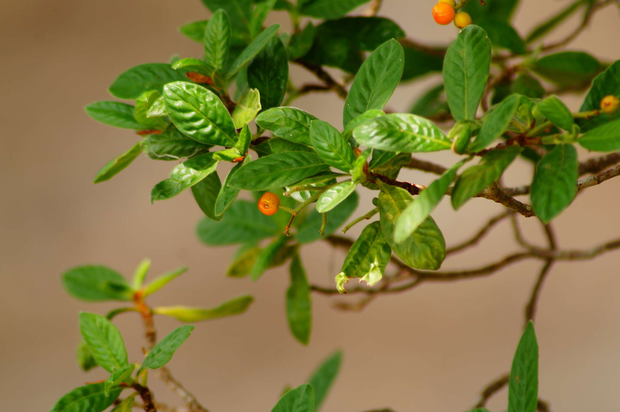 Image of Psychotria erythrocarpa Schltdl.