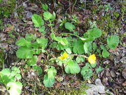 Image of Geum sylvaticum Pourret