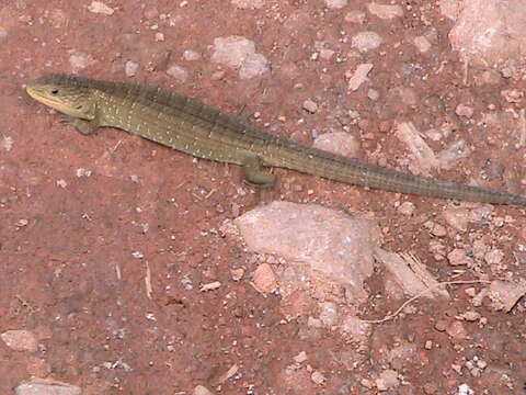 Image of Alligator lizards