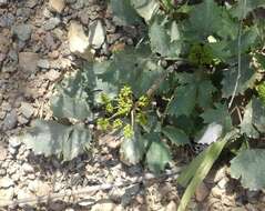 Image of shiny biscuitroot