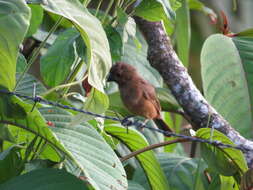 Image of Chestnut-bellied Seed Finch