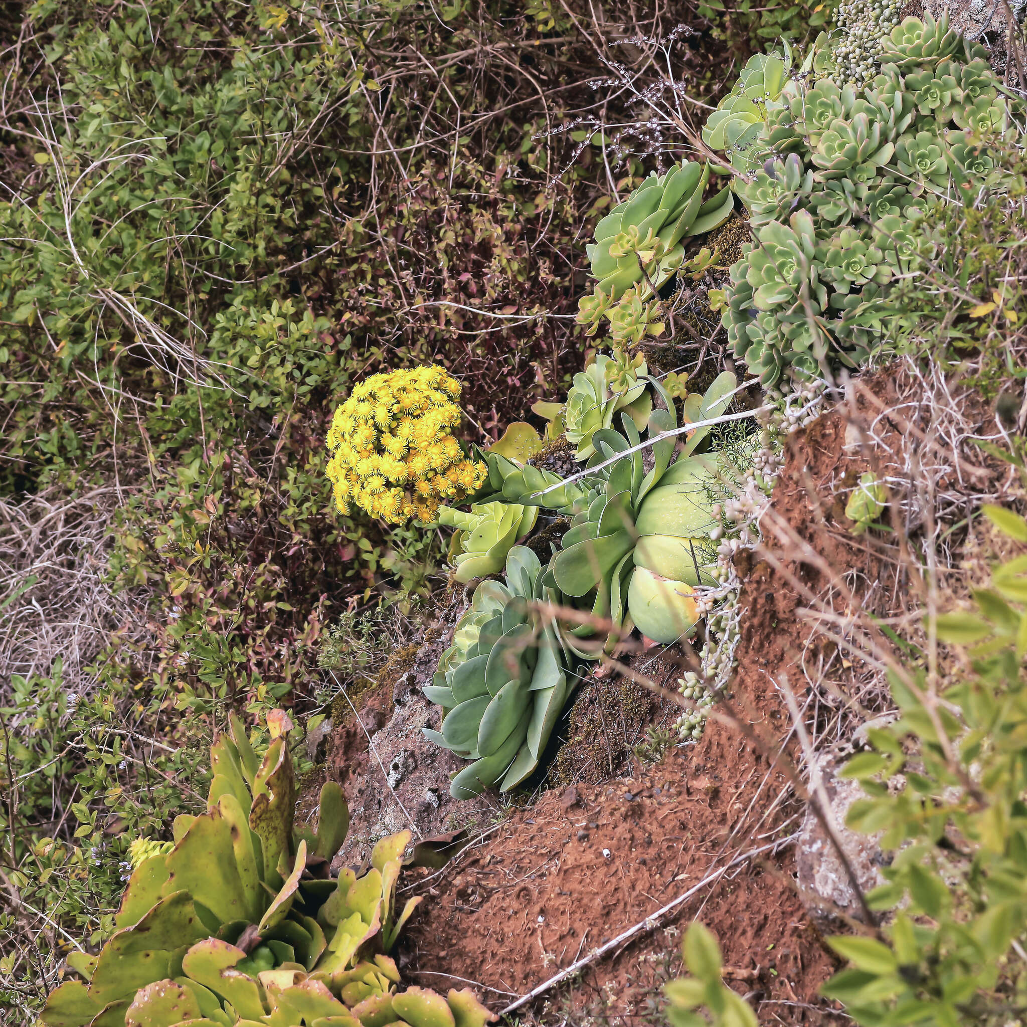 Aeonium diplocyclum (Webb ex Bolle) T. H. M. Mes resmi