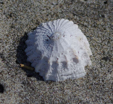 Image of Crucibulum pectinatum Carpenter 1856