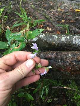 Image of foldear lobelia