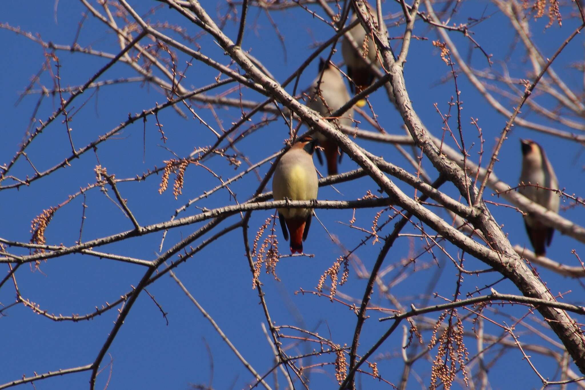 Image of Japanese Waxwing