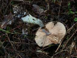 Слика од Cortinarius calaisopus Soop 2013