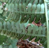 Sivun Dryopteris marginalis (L.) Gray kuva