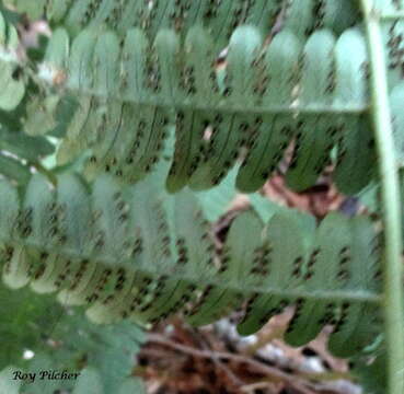 Image of marginal woodfern