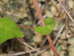 Persicaria senticosa (Meisn.) H. Gross的圖片