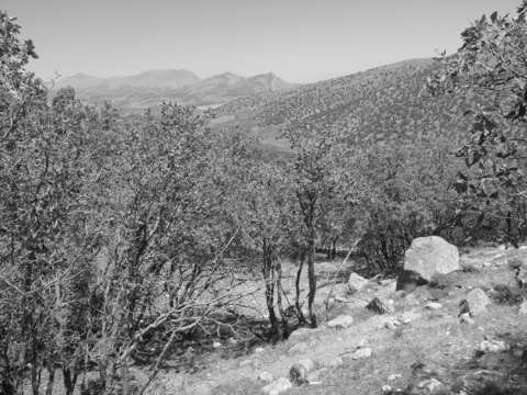 Image of Brant's oak