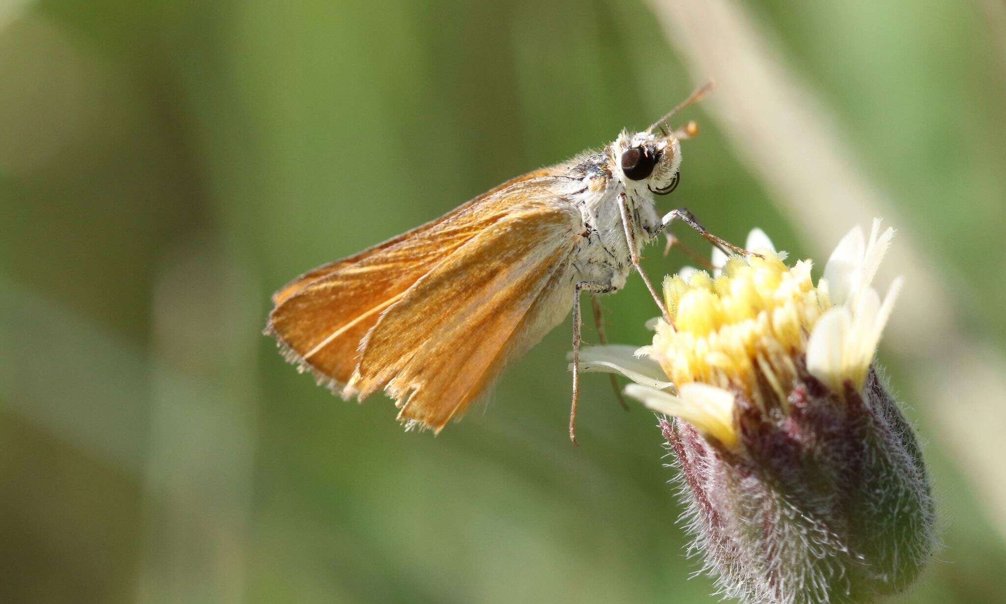 Image de Copaeodes minima Edwards 1870