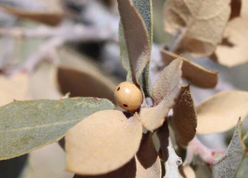 Andricus coconinoensis的圖片