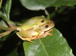 Image of Yellow-striped Reed Frog