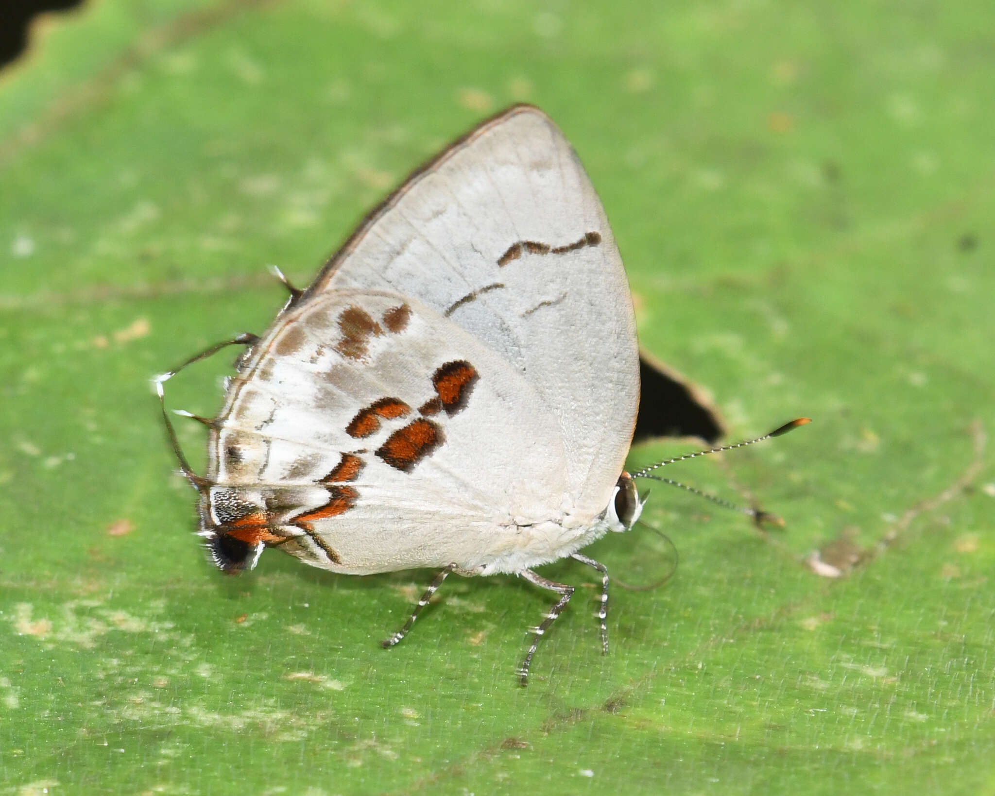 Image of Iaspis verania