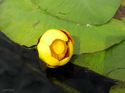 Image de Nuphar variegata Engelm. ex Dur.